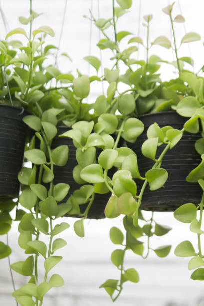 istock Green Fren 1187784740