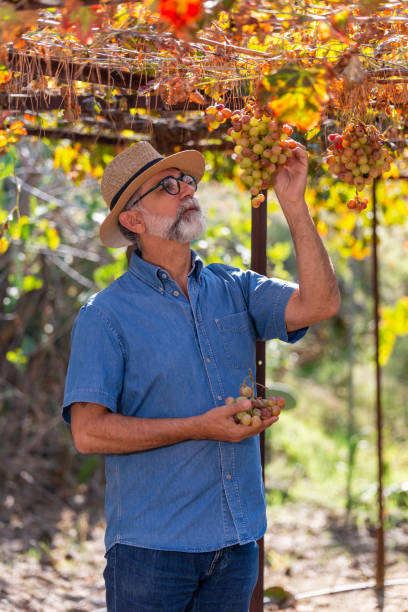 istock Businessman checking his grapes, farmer checking his products 1187789289