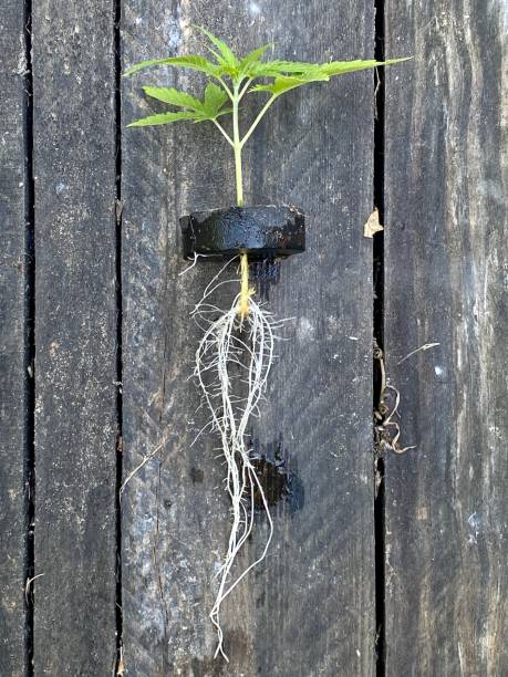 istock Medica marijuana seedling grown in aquaponic 1187789302