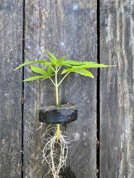 Closeup of marijuana seedling stem and root system on wood