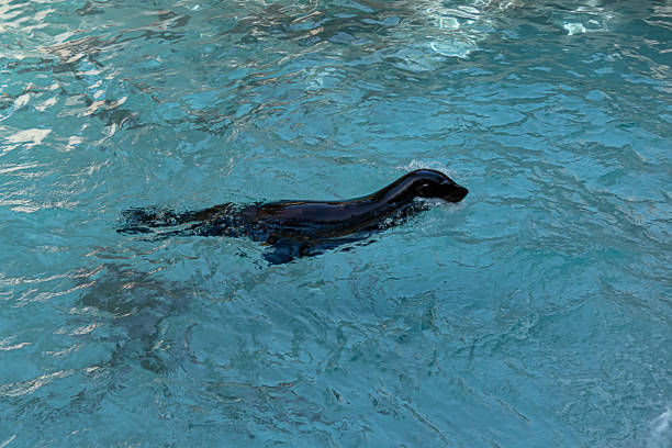 Sea Lion is Swimming