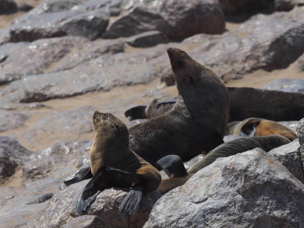 istock Namibian Seal 1187789525
