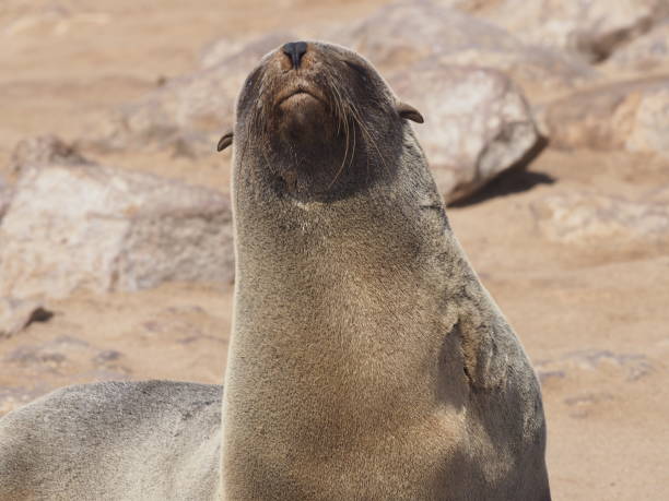 istock Namibian Seal 1187789573