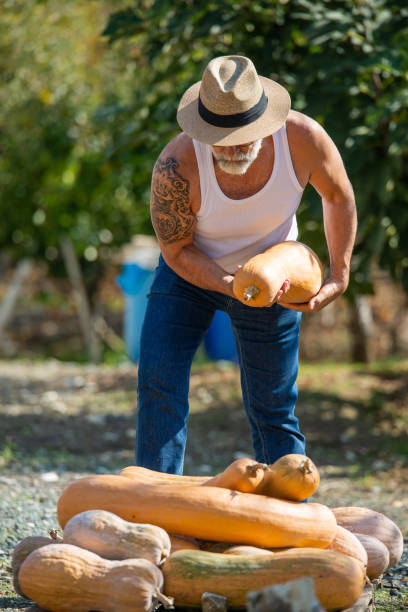 istock Man harvests big pumpkin from patch. Crossed, garden. 1187791241