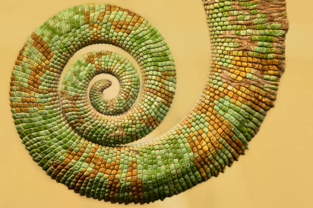 zbliżenie spiralnego ogona kameleona (chamaeleonidae) - animal close up green lizard zdjęcia i obrazy z banku zdjęć