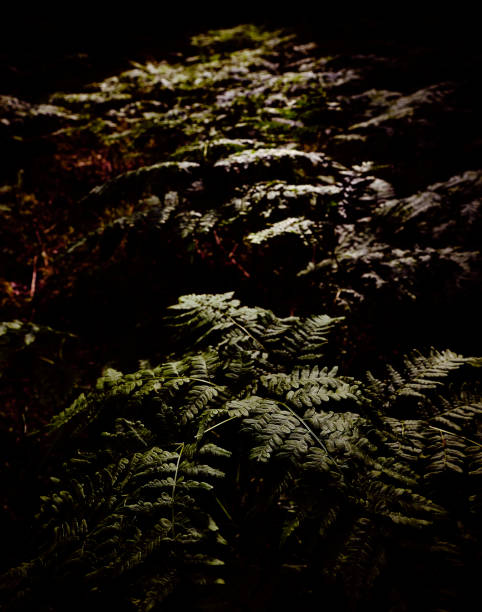 istock Fern with dark moss in the background 1187796113