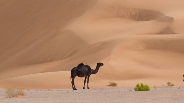 istock Camels walking through the Rub' Al Khali desert in Oman, named also Empty Quarter 1187797237
