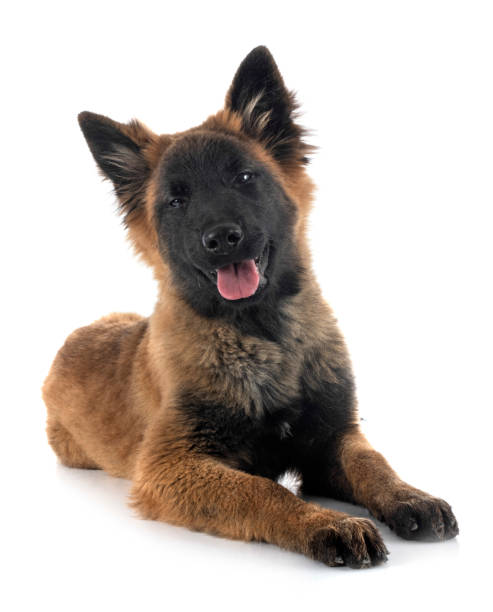 istock tervueren puppy 1187798278