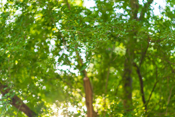 istock Abstract, nature Green leaf background and beautiful wallpaper. 1187798517