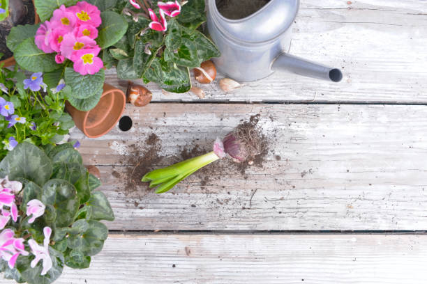 istock top view on flower pot and hyacinth  on a gardening table 1187798562