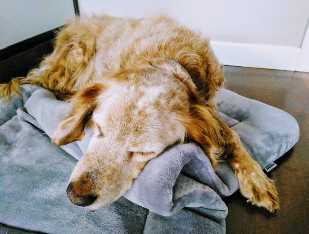 istock Brittany Spaniel resting comfortably indoors 1187799304