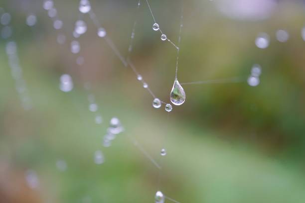 istock raindrop on the spider web in the nature in autumn season 1187799621