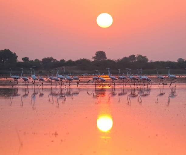 istock Greater Flamingo In Sunrise Time 1187800538
