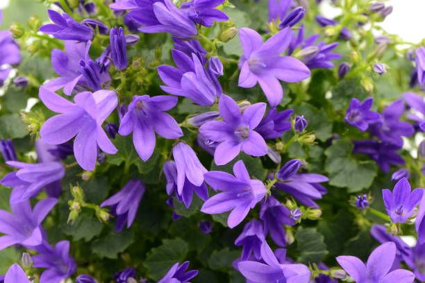 fleurs de cloche bleues (campanula poscharskyana) - campanule canterbury photos et images de collection