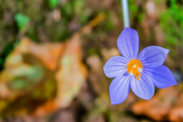 istock close up spring crocus flowers from iris family in nature 1187802287