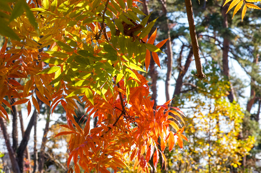 Autumn leaves at Tochigi Prefecture.