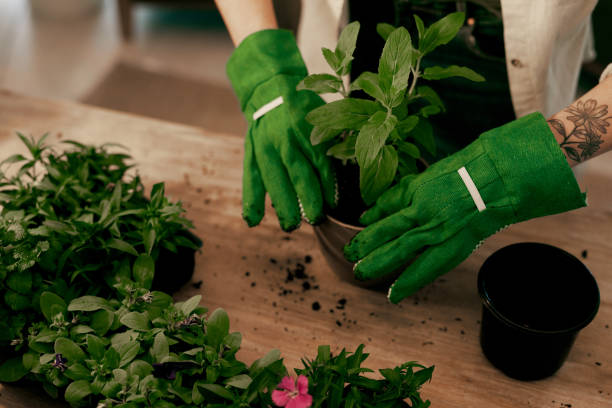 Potted and ready to grow Cropped shot of an unrecognizable florist potting plants inside her store green fingers stock pictures, royalty-free photos & images