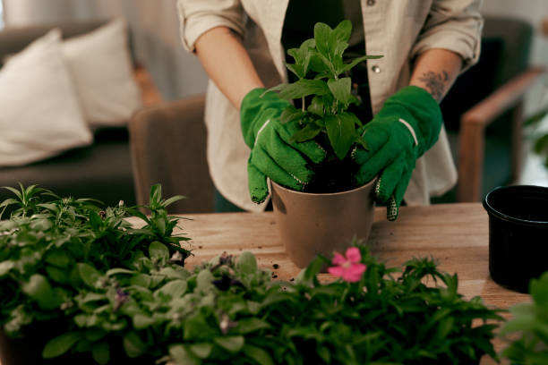 istock Firmly potted and ready to grow 1187802904