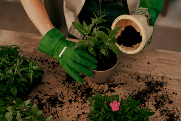 istock I spend most of my days potting away 1187802905