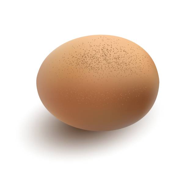 ilustrações de stock, clip art, desenhos animados e ícones de natural voluminous realistic organic brown chicken egg with shadow. isolated on white background. surround 3d vector illustration. - white background brown animal egg ellipse