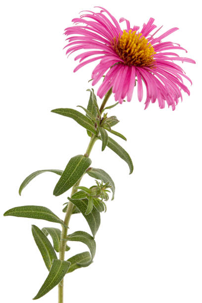 Pink  flower of aster, isolated on white background