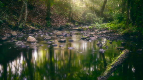 río que fluye a través del bosque con rayos de sol que brillan a través de los árboles - spring forest scenics wetland fotografías e imágenes de stock