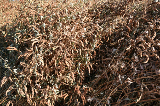 istock Pigeon pea crop in farm field field 1187803436