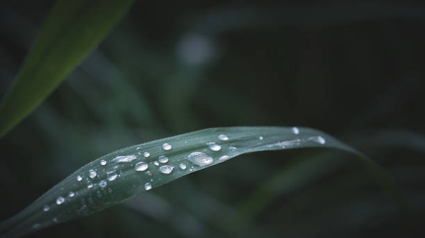 istock Raindrops on a reed leaf with the background out of focus 1187803483