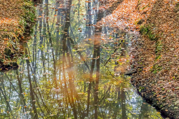 istock puddle and reflections in the woods in nature 1187804753