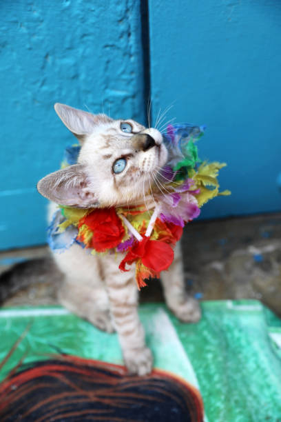 istock cute colorful blue eyed fancy tiny kitten, cat 1187804765