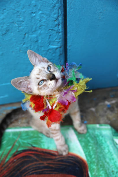 istock cute colorful blue eyed fancy tiny kitten, cat 1187806076