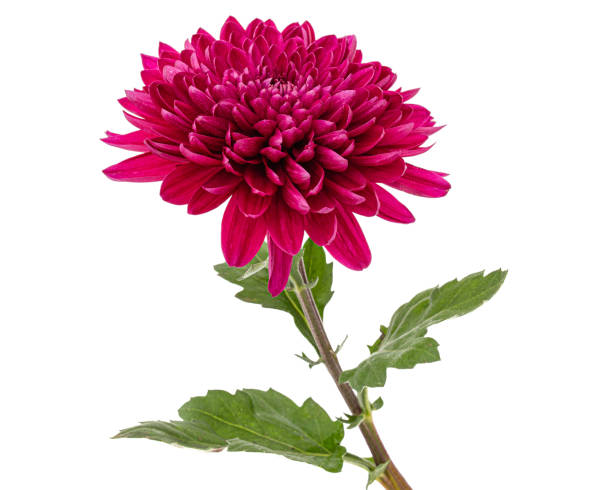 istock Red chrysanthemum flower, isolated on white background 1187806085