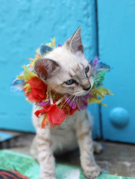 istock cute colorful blue eyed fancy tiny kitten, cat 1187806417