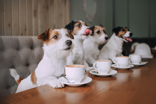 Cuatro jack russell terriers sentados frente a tazas photo