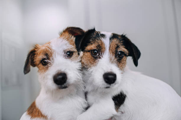 Two jack russell terriers sitting in an embrace Two jack russell terriers sitting in an embrace on grey background two dogs hugging stock pictures, royalty-free photos & images