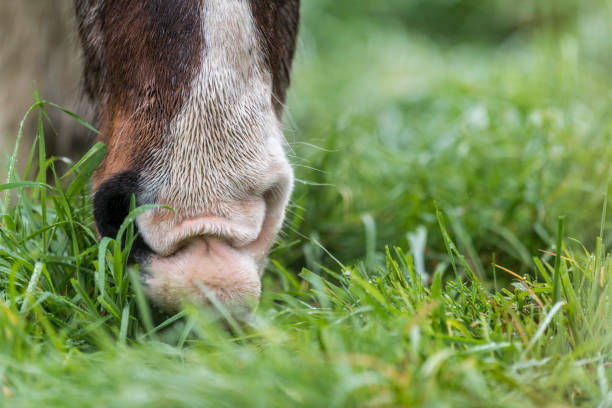 istock Brown horse with dirty fur while eating 1187807521