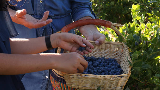 istock Mother and daughter pick blueberries 1187808792