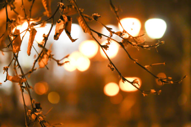 Tree twigs with yellow autumn leaves, blurred bokeh background. City lifestyle backdrop made with street lamps and garland lights