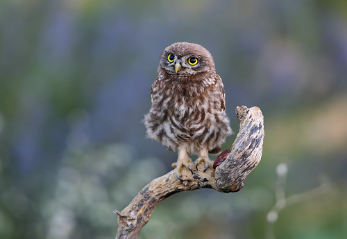 Close-up portraits of a young little owl sitting on a branch on a beautifully blurred background.