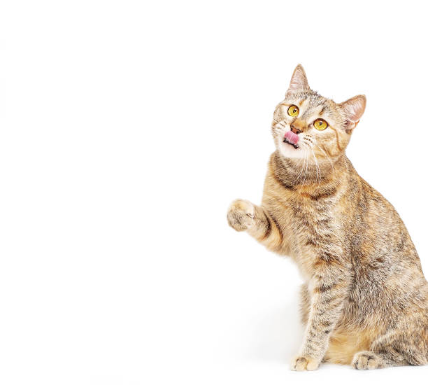 istock Ginger cat looking at something and licking, copy-space. 1187810234