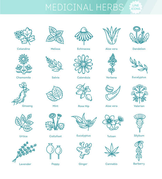 illustrazioni stock, clip art, cartoni animati e icone di tendenza di collezione di erbe. erbe e fiori sani medici - healthy lifestyle homeopathic medicine aloe plant