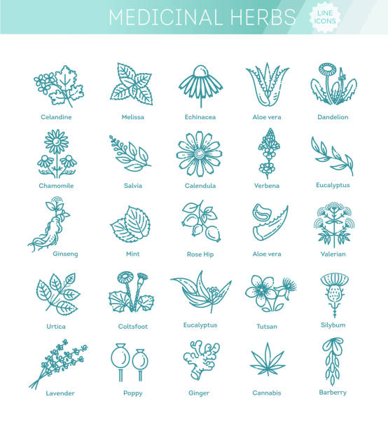 ilustrações, clipart, desenhos animados e ícones de coleção de ervas. ervas e flores saudáveis médicas - tratamento botânico de balneário