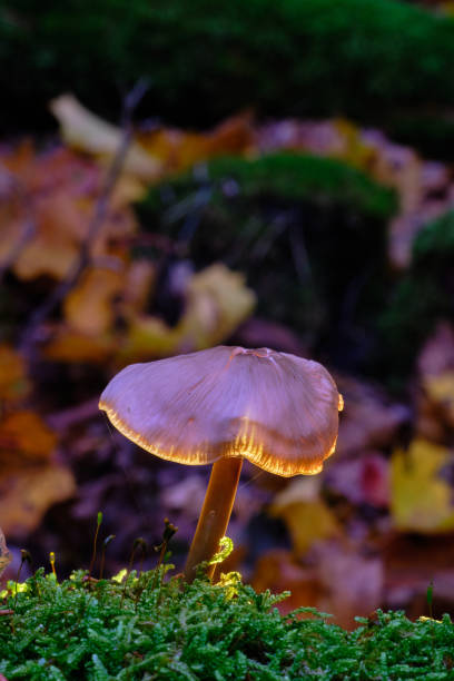 istock Mushrooms growing on moss with light ring around the hat 1187811839