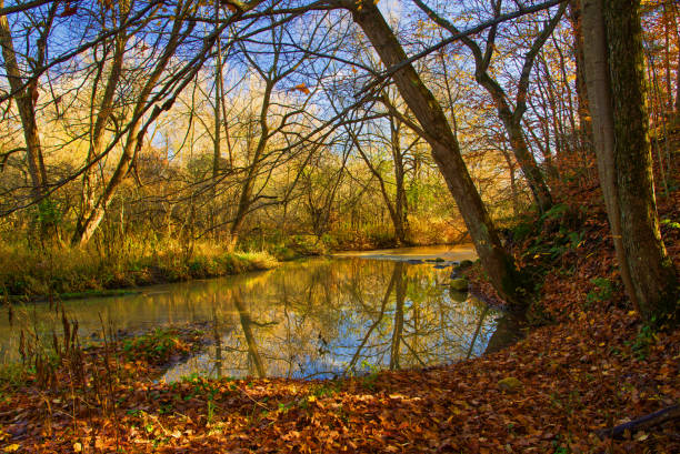 Stream in Athens, GA during sunset