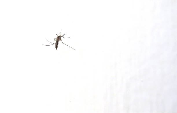 istock Mosquito isolated on white background wall. close-up 1187812503