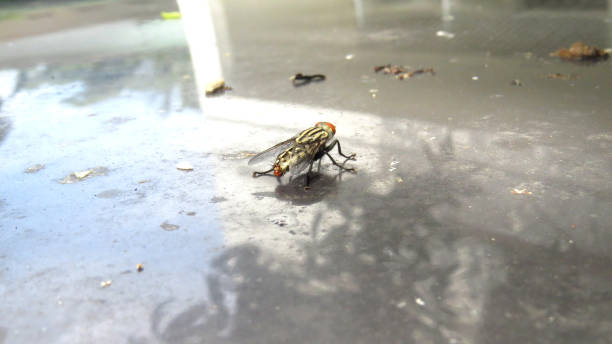 la mouche de maison vient d'atterrir en gros plan - coupe en dégradé photos et images de collection