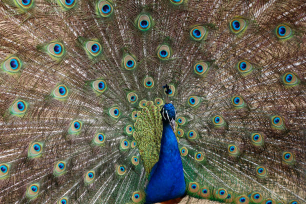 istock Peacock opened its beautiful tail. Colored feathers on the tail of a peacock. 1187815531