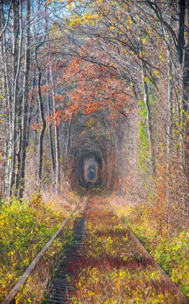 Photo of Autumn scenery in Tunnel of Love. Klevan, Ukraine