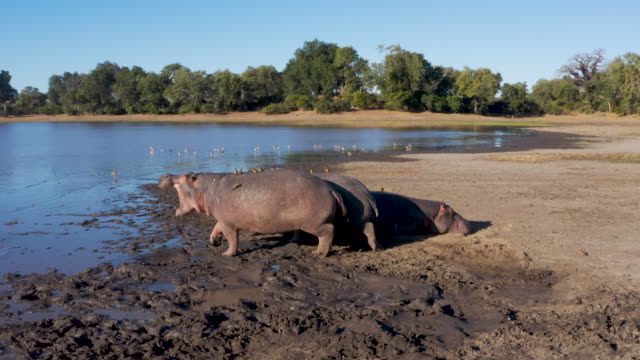 Aerial view of five hippopotamus lying on a riverbank, one gets up and walks into river, Zimbabwe