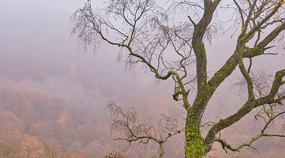 Trees without leaves in the foreground and forest with autumn colors in fog in the background